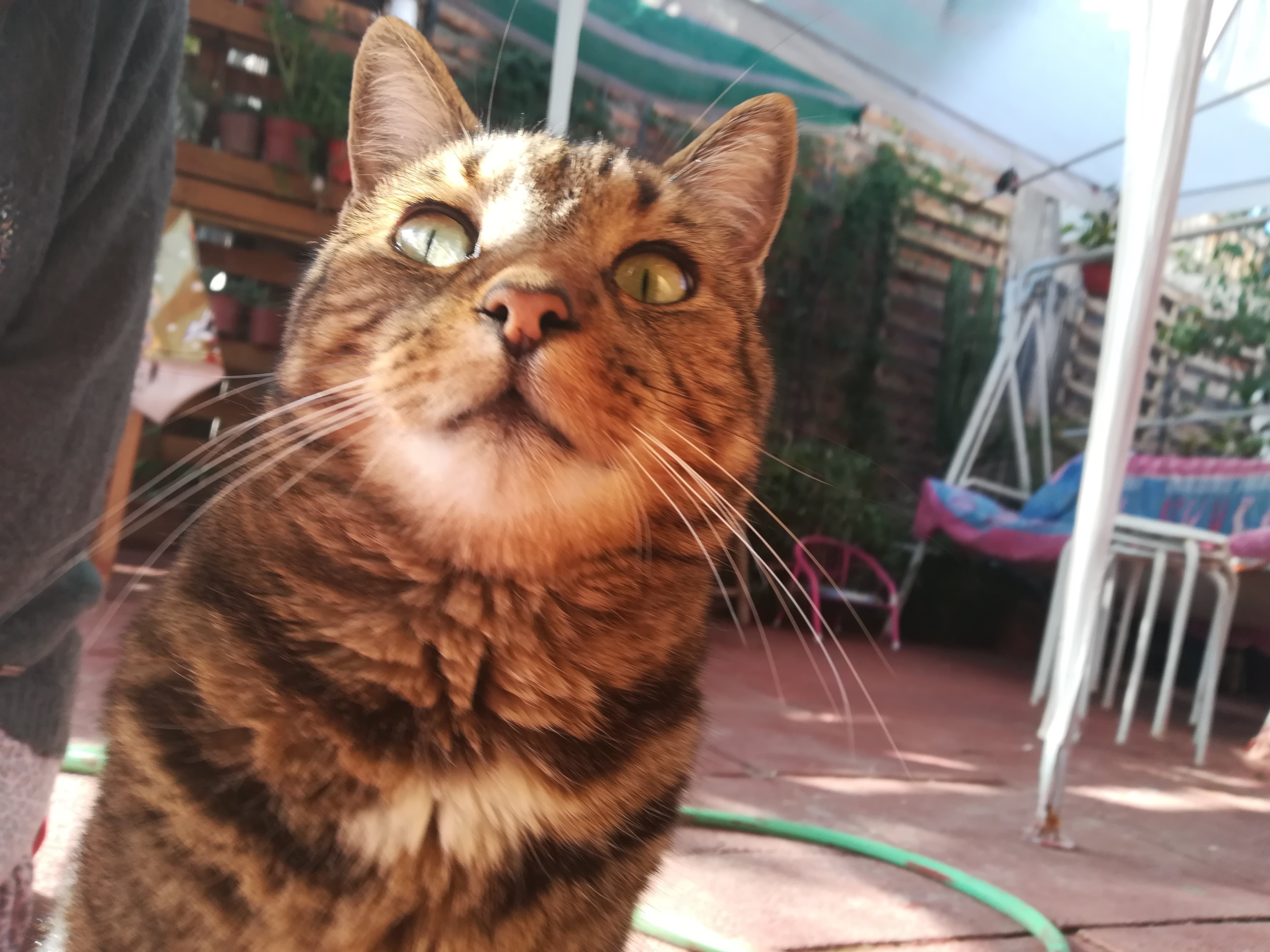 Gato tabby Whiskas en el atardecer