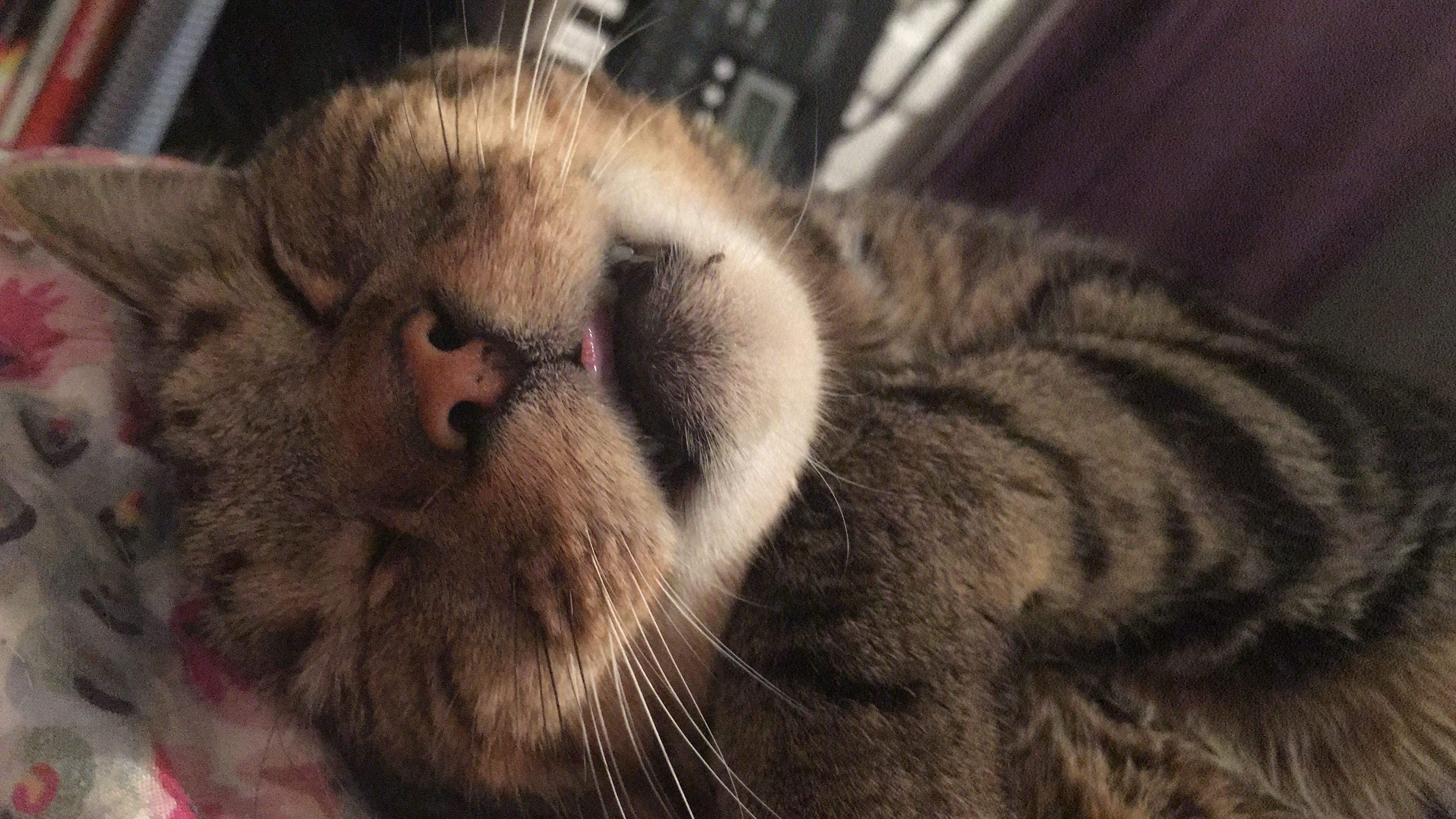 Gato tabby Whiskas dormido con lengua afuera